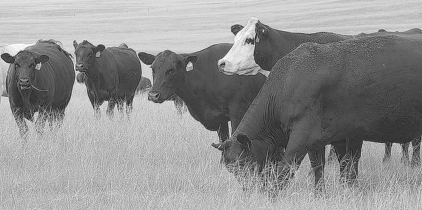 Photo by Maria Tibbets A webinar series will look at the annual cost of cows in relation to management decisions.