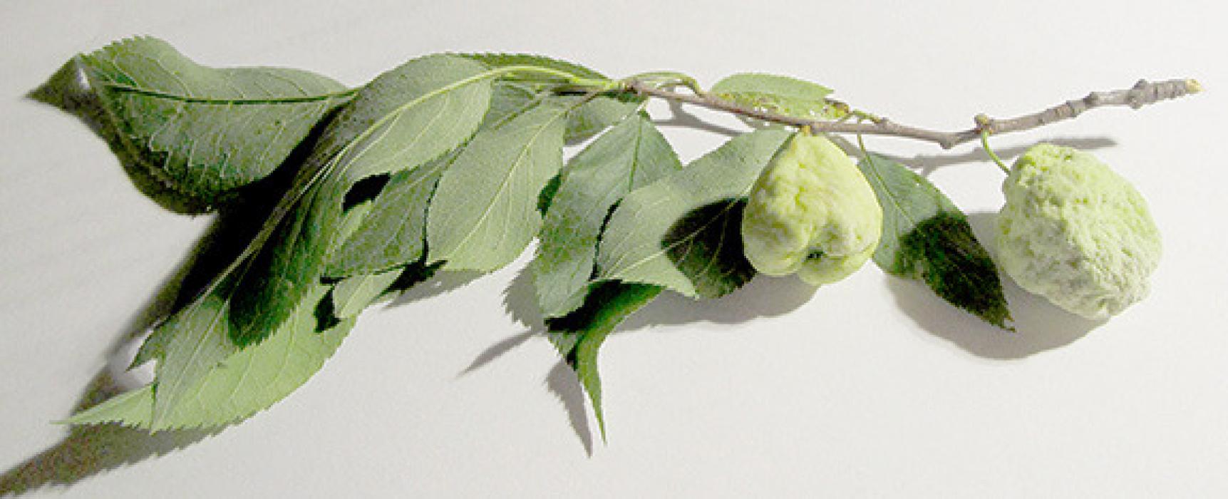 Ask a Master Gardener