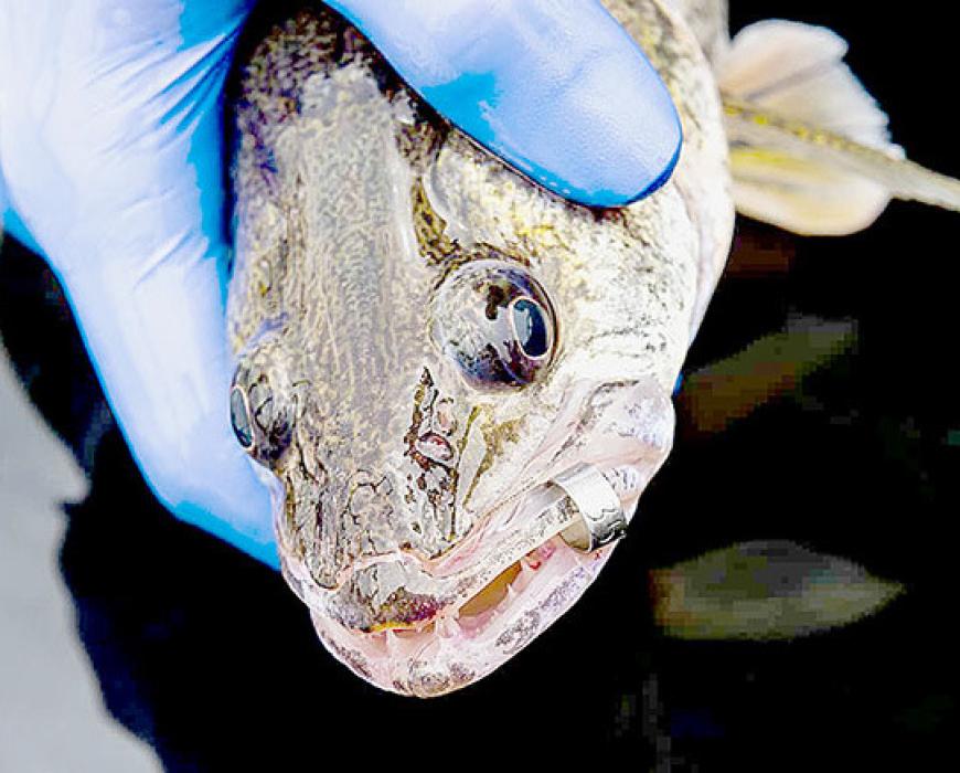 A walleye with a metal tag is in its jaw is being tracked as part of a study to understand declines in the walleye and sauger fisheries in the Missouri River and Lewis and Clark Lake between Fort Randall and Gavins Point dams following flooding in 2011. Eric Fowler/Nebraskaland Magazine/NGPC