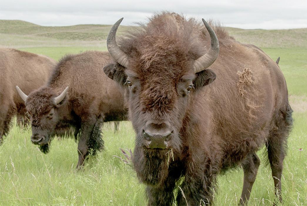 Bison once roamed North America, from coast to coast, from Alaska to Mexico. Several groups, including the Nature Conservancy, have been working to re-establish the native grazing animals to lands owned and managed by Native Americans. Photo by Chris Helzer/The Nature Conservancy