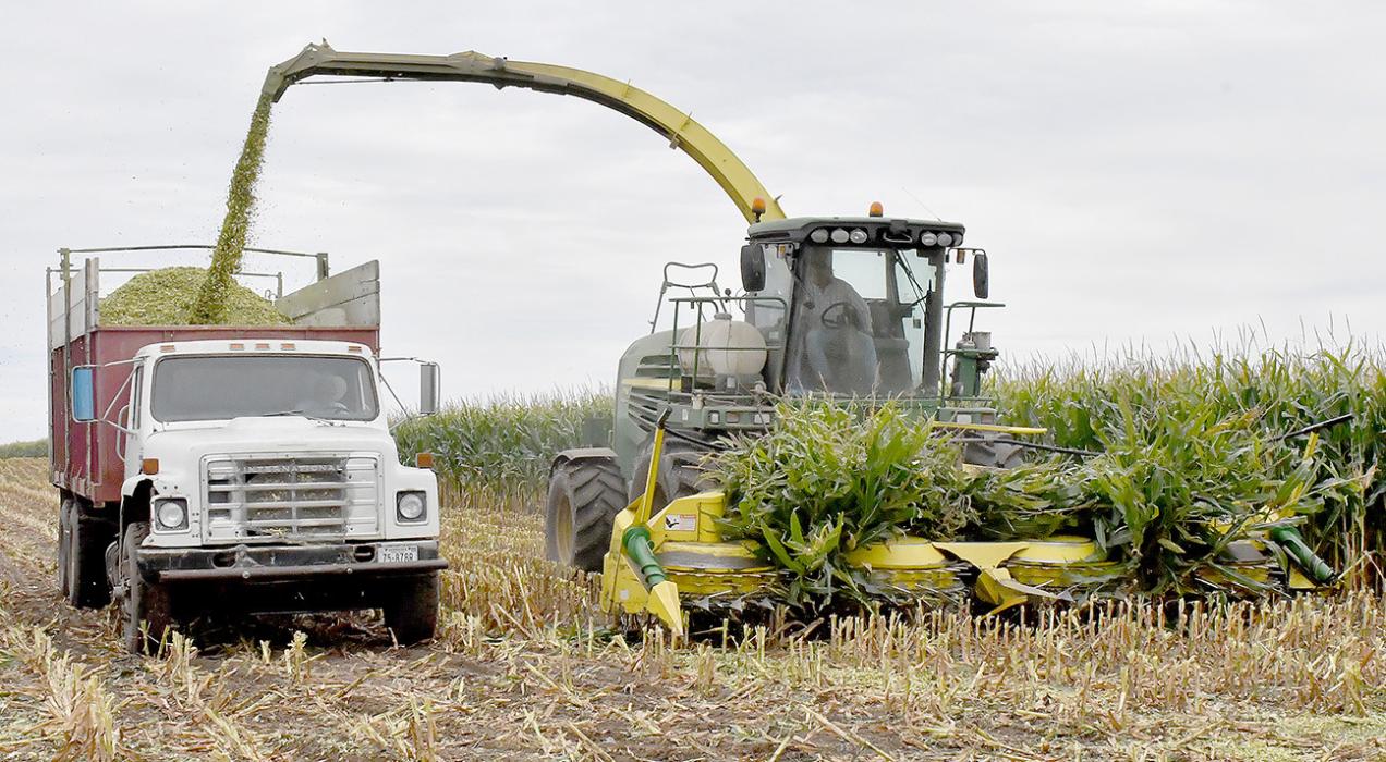 Area Farmers Start Harvest with Silage Cutting Area farmers are starting harvest with the cutting of silage. Miles Feedlot hired Scott Johnson to cut their silage this year. Mark Miles said they cut about 150 acres of silage in three days of work. “The moisture for our silage was right on, but tonnage is down from last year due to dry conditions,” said Miles.