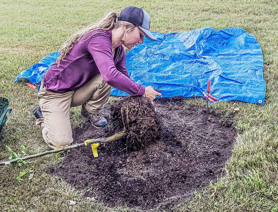 Nebraska Forest Service Professional Tree and Landscape Community Forester Chrissy Land is seen planting a honey locust in the Valentine City Park.