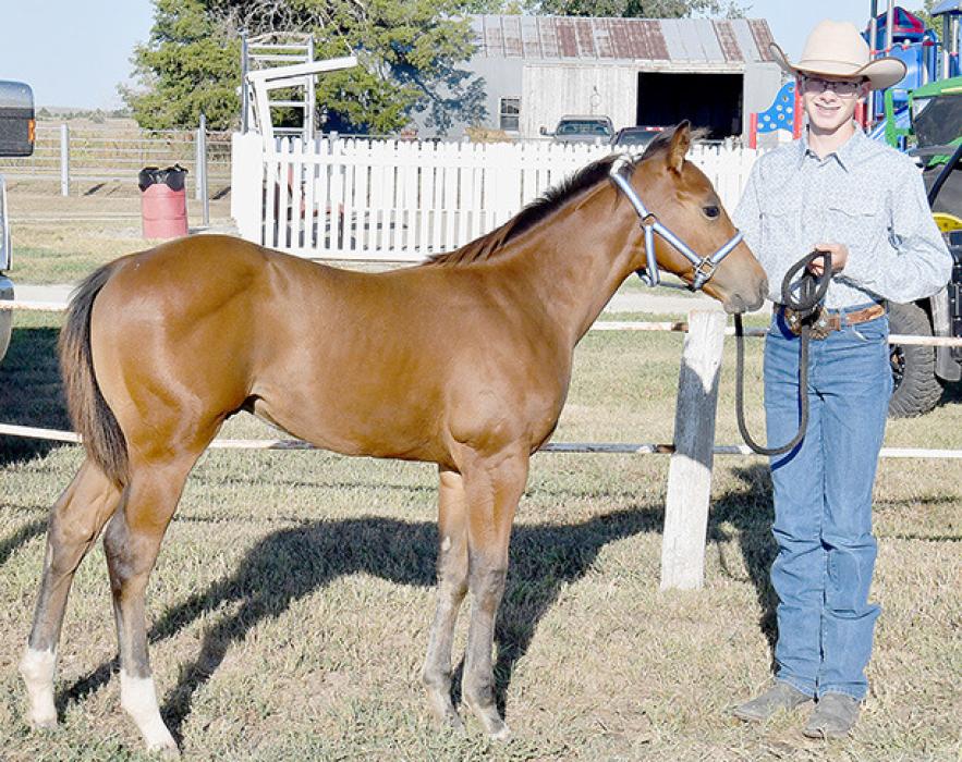 2024 Brown County Fair Horse Show