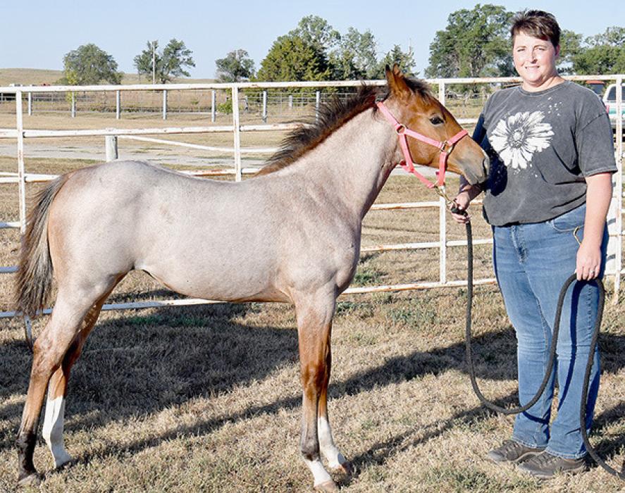 2024 Brown County Fair Horse Show