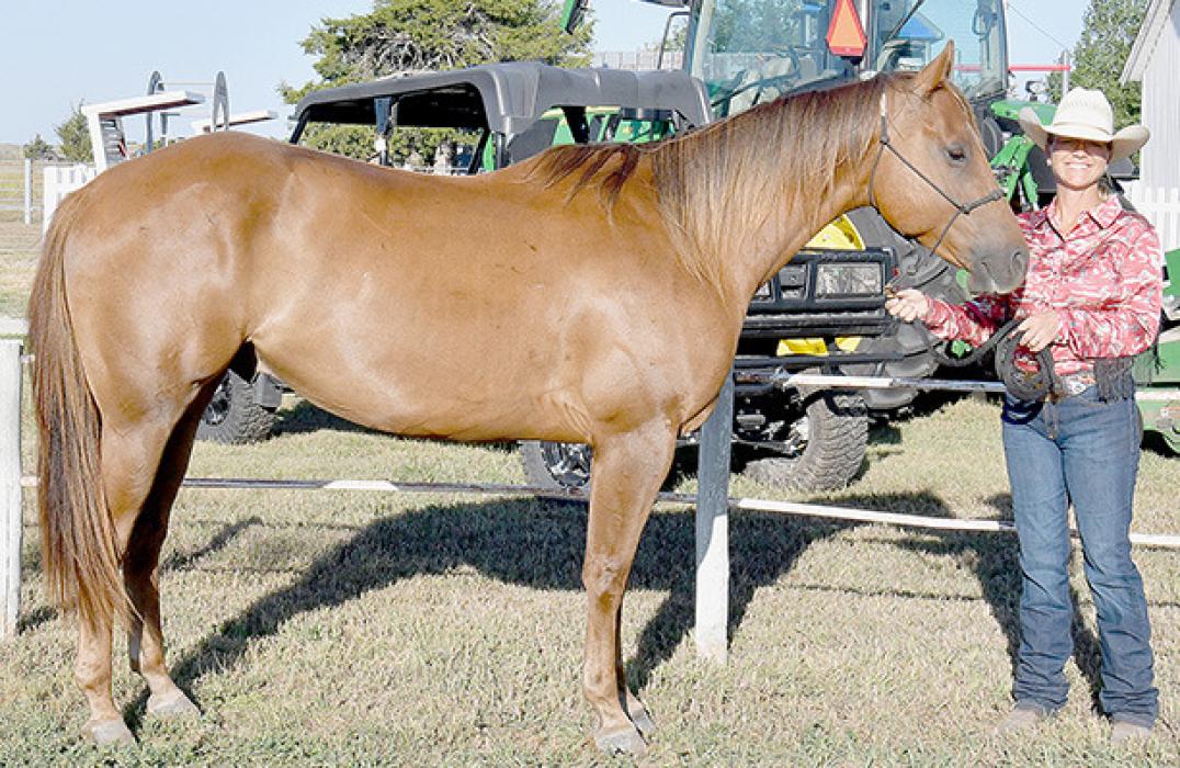 2024 Brown County Fair Horse Show