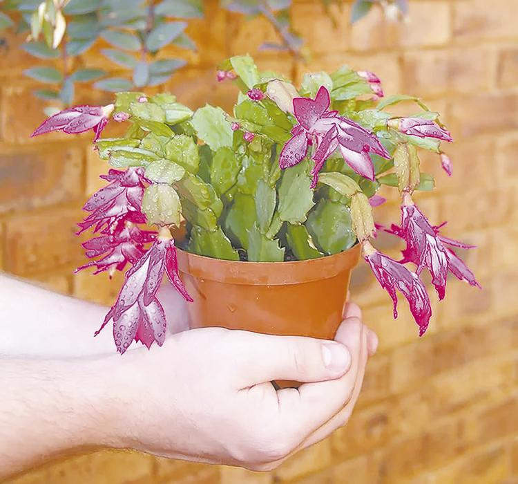 Keeping Your Holiday Plants Alive for Years to Come