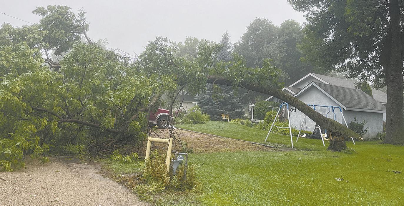 A tree was blown over in the alley behind North Oak Street in Ainsworth. The tree covered the entire width of the alley and was removed by Monday evening.