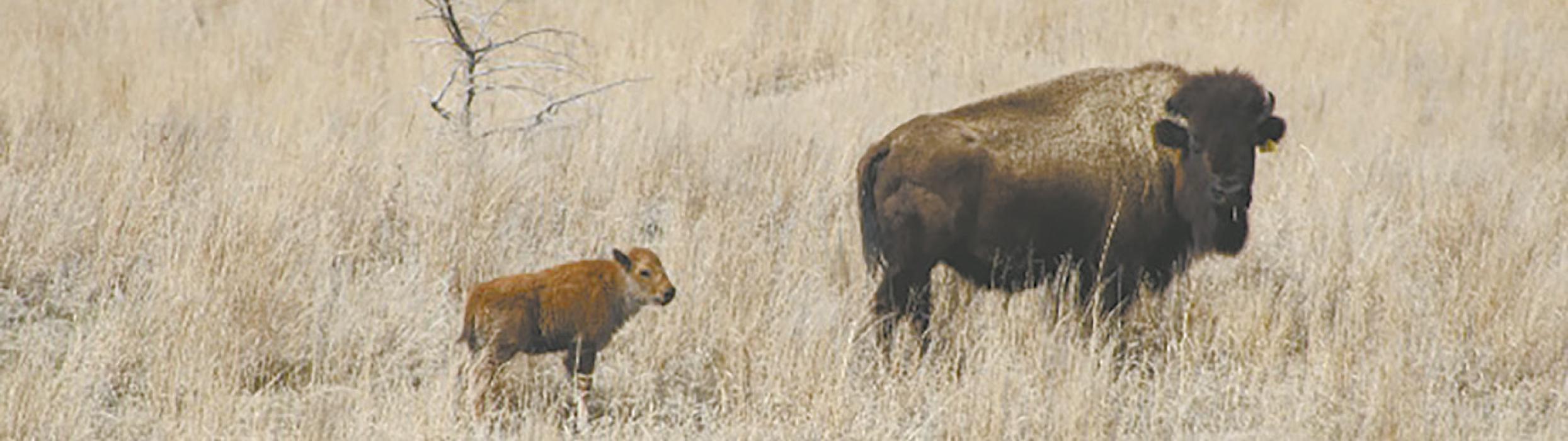 Plan your visit to see the calves at nature.org/Nebraska Photo Courtesy of Carson Shultz