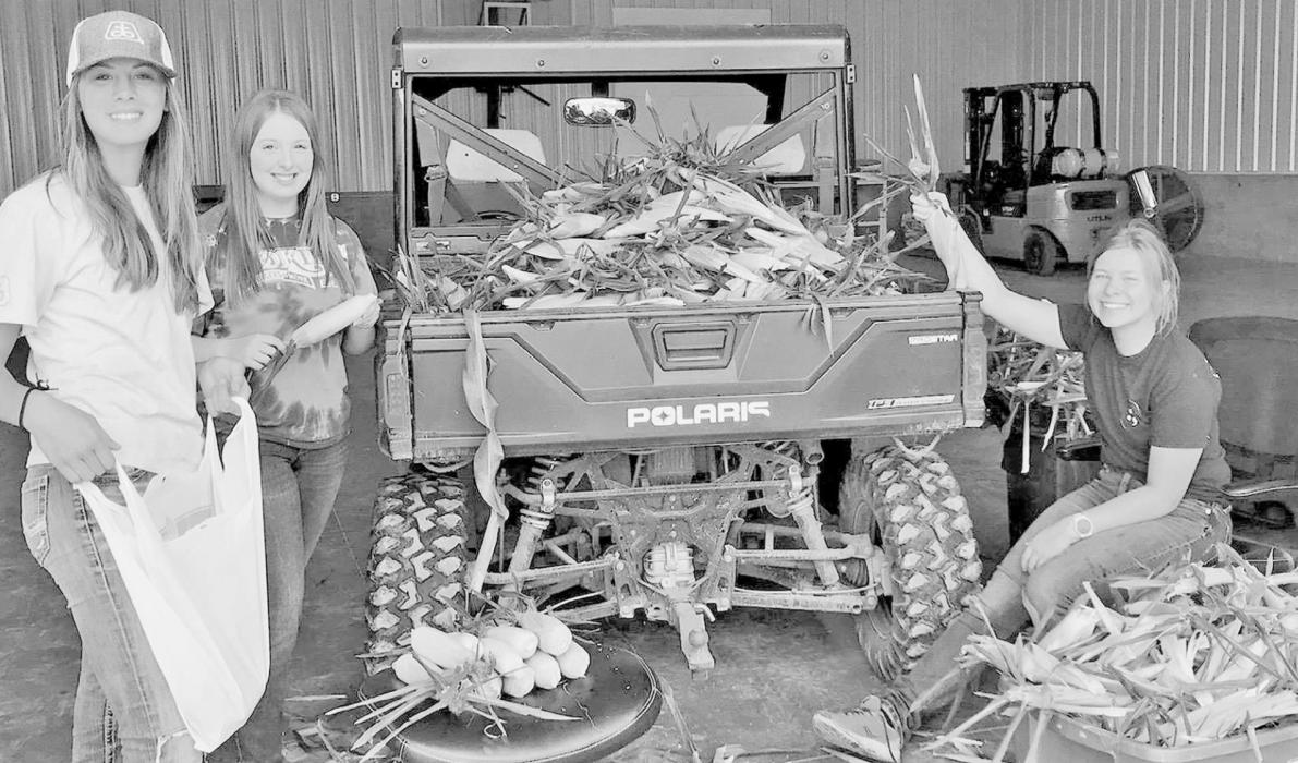 AHS FFA Members Pick and Sell Sweet Corn to Raise Money for FFA Scholarships