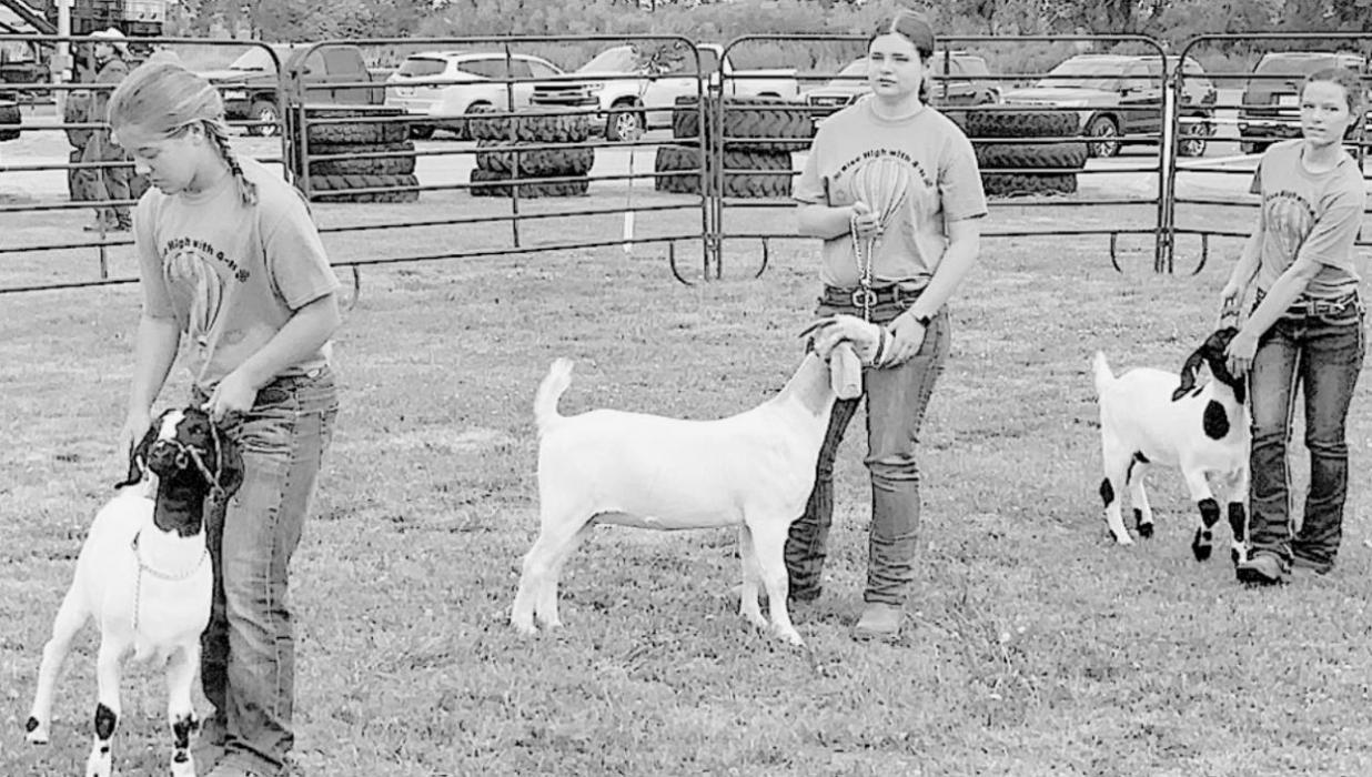 Moriah Beel, Hannah Beel and CeeAnna Beel show their Market Goats for the judge.