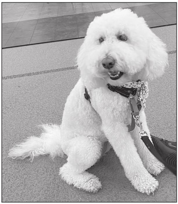 Charlie, a therapy dog, was brought to the Nebraska Masonic All-Star Marching Band to brighten the day of the attending band students and chaperones.