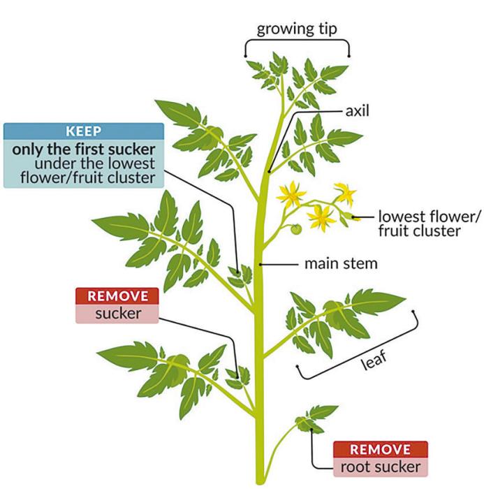 Ask a Master Gardener