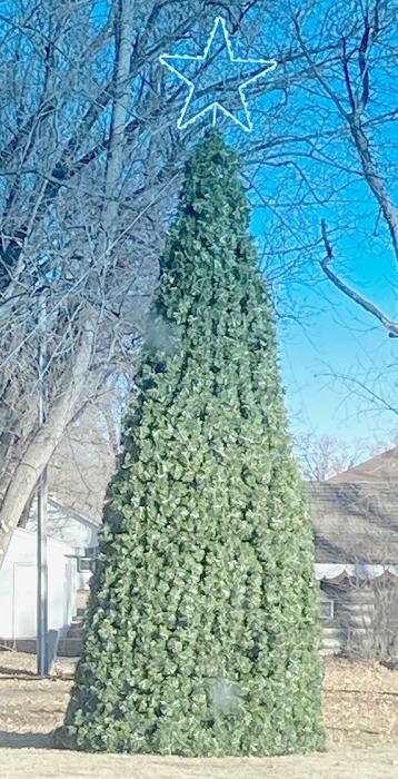 New Christmas Tree in Courthouse Park